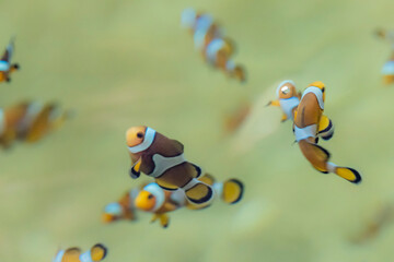Fototapeta premium Marine fish in the aquaculture center