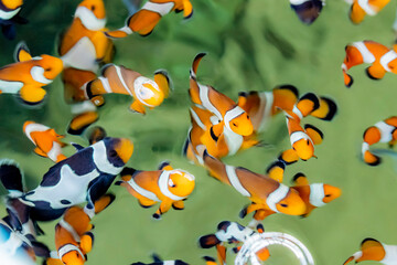 Fototapeta premium Marine fish in the aquaculture center
