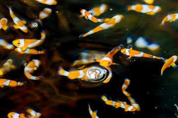 Marine fish in the aquaculture center