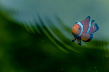 Marine fish in the aquaculture center
