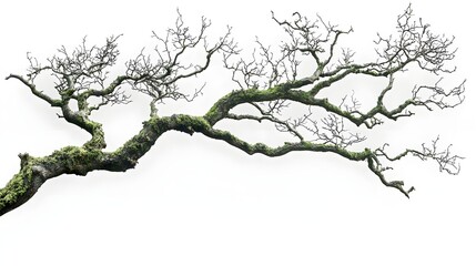 Fototapeta premium Mossy tree branches isolated on a white background