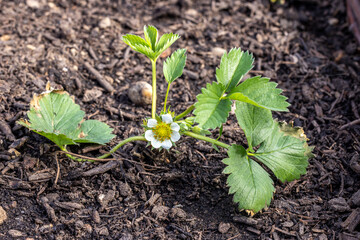 Erdbeerpflanze mit Blüte im Garten