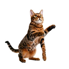 Obraz premium A playful Bengal cat pouncing on an invisible toy.