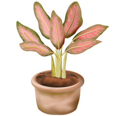 Chinese Evergreen Aglaonema Ornamental Plant on the Pot
