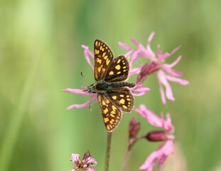 Carterocephalus palaemon, the chequered skipper or arctic skipper