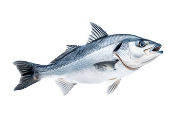 Fototapeta premium Silver sea bass fish isolated on white transparent background, showcasing its shiny scales and natural texture.