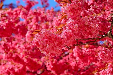Vibrant Pink Cherry Blossoms Blooming in Spring