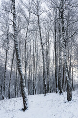 Birch grove after a snowfall on a winter cloudy day. Birch branches covered with snow.