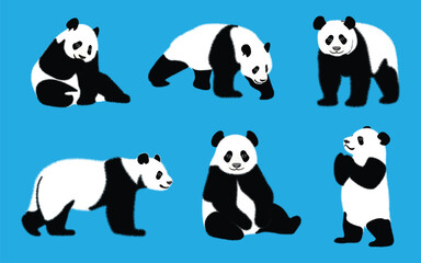 Set of cute black and white panda bears in different poses. Vector illustration of panda bears, isolated on white background.