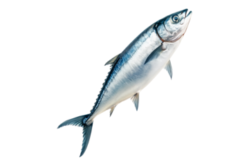 Fresh mackerel fish with detailed scales and fins isolated on white transparent background. Concept of seafood and marine life