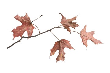 Dried Maple Leaves Branch Autumn Nature Photography