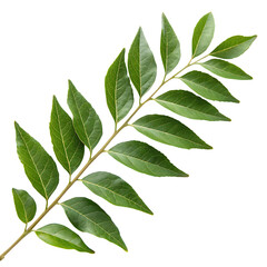 Obraz premium Curry leaves branch isolated on transparent background png