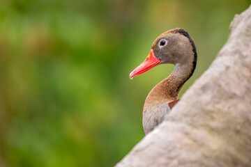 Black-bellied Whistling Duck - Dendrocygna autumnalis, beautiful colored tree duck from South American lakes and rivers, Amazonia, Brazil.