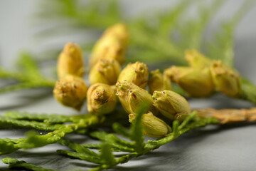 Thuja Branch with Buds. Detailed shot of a Thuja occidentalis branch and developing seed cones. Close-up of an evergreen branch featuring immature cones.