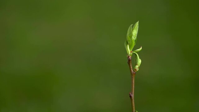 Medlar, beginning of leafing, spring (Mespilus germanica) - (4K)