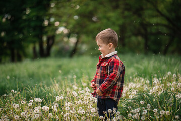 Cute little boy plays with dandelions, blows on fluff. Allergy to flowering remission. Learning...