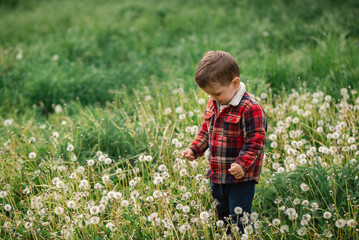 Cute little boy playing with dandelions, blowing on the fluff of sessen. Allergy to flowering,...