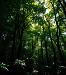 Lush green canopy, sunlight dappling forest floor, sunlight, outdoors, park