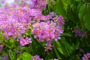 Lagerstroemia speciosa, Queen's crape myrtle , Pride of India.