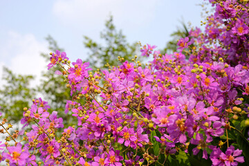 Obraz premium Lagerstroemia speciosa, Queen's crape myrtle , Pride of India.