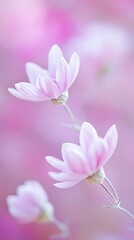 Delicate Pink Flowers Soft Bloom Closeup