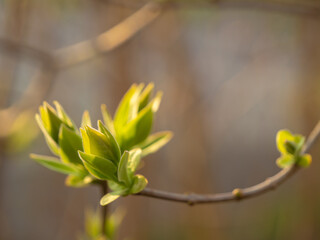 Young spring leaves budding on a branch with a blurred green background. Symbol of growth, renewal, and nature's awakening. Fresh, vibrant, and perfect for eco or seasonal themes