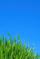Fototapeta premium Vibrant green grass texture, blank copyspace against a clear blue sky, bright, sustainability, botanical