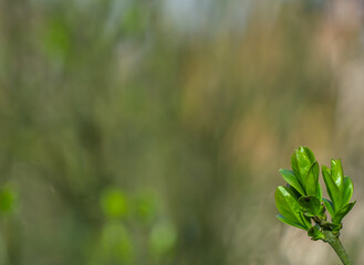 Close-up of fresh green buds on a branch with a soft, blurred natural background. A simple and...