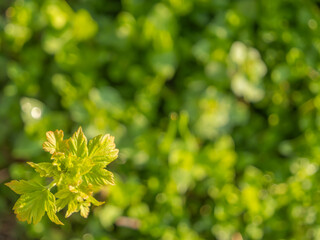 Fresh green leaves in spring sunlight with a vibrant, blurred background. A natural symbol of...
