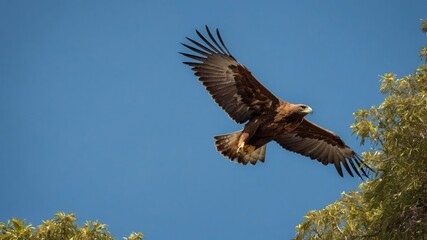 Naklejka premium A golden eagle soaring through a clear blue sky, showcasing its majestic wingspan.