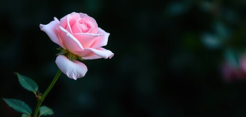Fototapeta premium Delicate pink rose, single long stem, elegant bloom, soft petals, plant, bloom