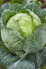 Fresh Green Savoy Cabbage Vegetable Closeup
