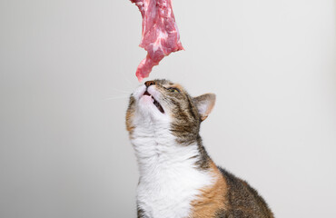 Dieta dla kota, barf, surowe mięso, nieprzetworzona żywność, zadbany koci przyjaciel, domowy drapieżnik mięsożerne stworzenie  © Paweł Kacperek