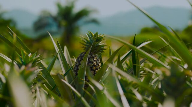 Pineapple plants growing in Kui Buri National Park, Thailand, in a tropical agricultural landscape.