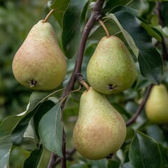 Juicy Pears Hanging on Branch Tree Farm