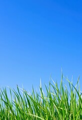 Fototapeta premium Vibrant green grass texture, blank copyspace on clear blue sky, photo, fresh