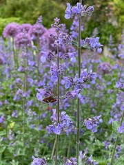 lavender flowers in the garden