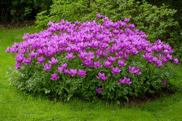Obraz premium Vibrant Purple Tulips Blooming in Garden Bed