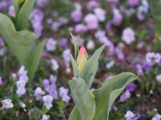春の花　チューリップ　つぼみ