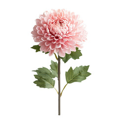 A Chrysanthemum png floral chrysanthemum png autumn flower png ornamental chrysanthemum png elegant bloom png garden chrysanthemum png transparent background image