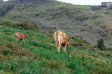 livestock in a rural area
