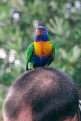 rainbow lorikeet parrot sitting on a man's head