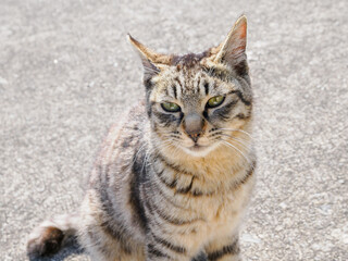 キジトラの猫がみつめる様子　野良猫