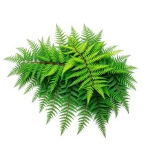 Vibrant green fern fronds, isolated on pure white background, ecology, summer, photography