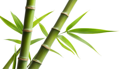 Bamboo stalks with leaves arranged in decorative manner, signifying nature and growth.