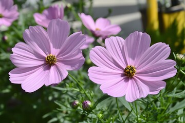 Obraz premium Closeup of Two Delicate Light Pink Cosmos Flowers in Bloom