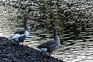 swan on the lake