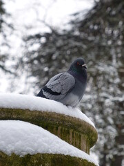 Pigeon dans la neige