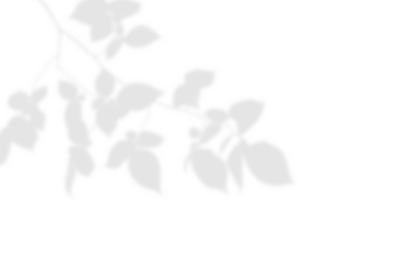 Realistic blurred leaf shadow effect isolated on transparent background. blur branch leaves shadow. Plant foliage silhouette. Nature design element for spring summer, mockup for product presentation