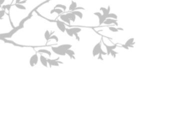 Realistic blurred leaf shadow effect isolated on transparent background. blur branch leaves shadow. Plant foliage silhouette. Nature design element for spring summer, mockup for product presentation